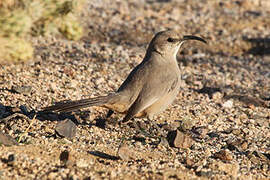 LeConte's Thrasher