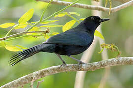 Black Catbird