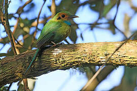 Blue-throated Motmot