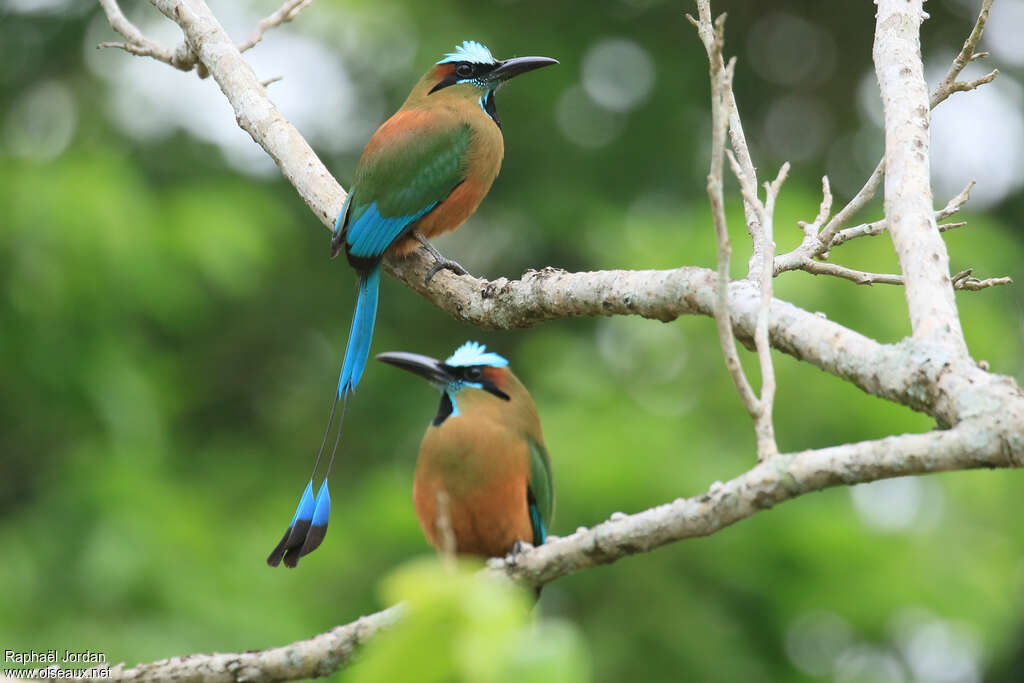 Motmot à sourcils bleusadulte, pigmentation