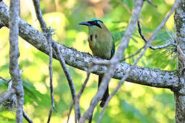 Blue-capped Motmot