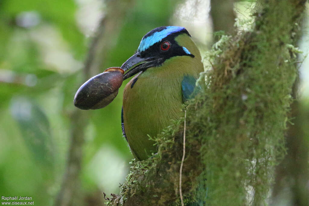 Andean Motmotadult, feeding habits, eats