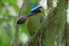 Motmot d'Équateur