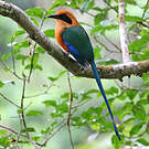 Motmot roux