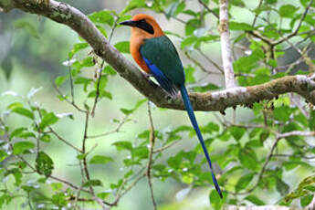 Motmot roux
