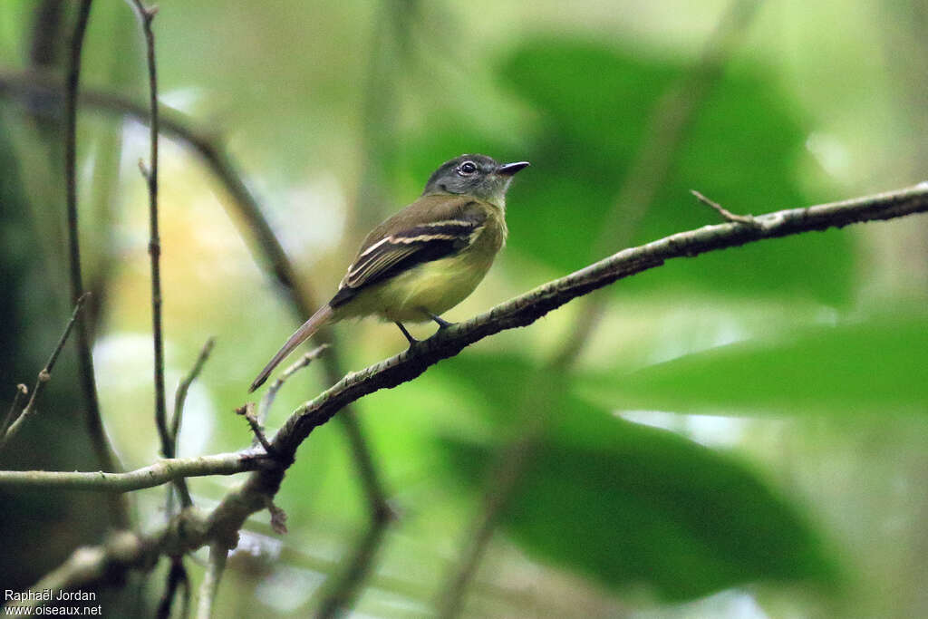 Black-billed Flycatcheradult