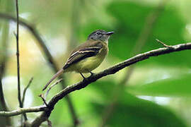 Black-billed Flycatcher