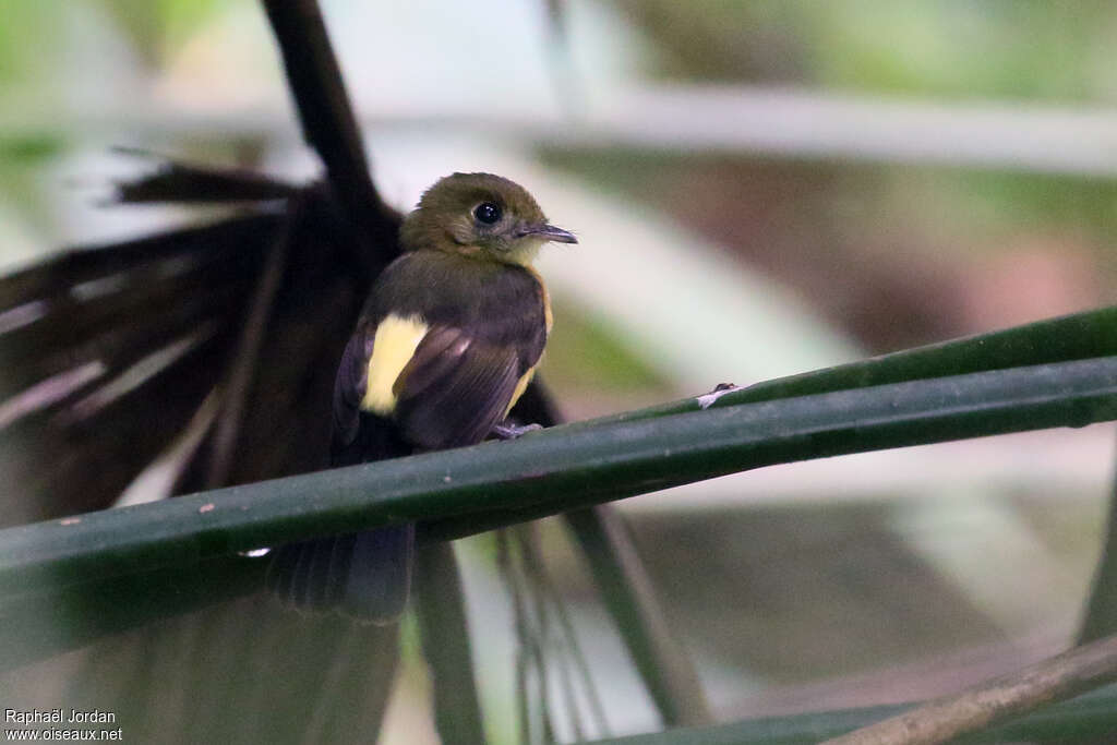 Sulphur-rumped Myiobiusadult, identification