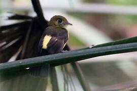 Sulphur-rumped Myiobius