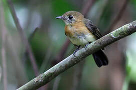 Sulphur-rumped Myiobius