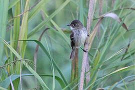 White-throated Flycatcher