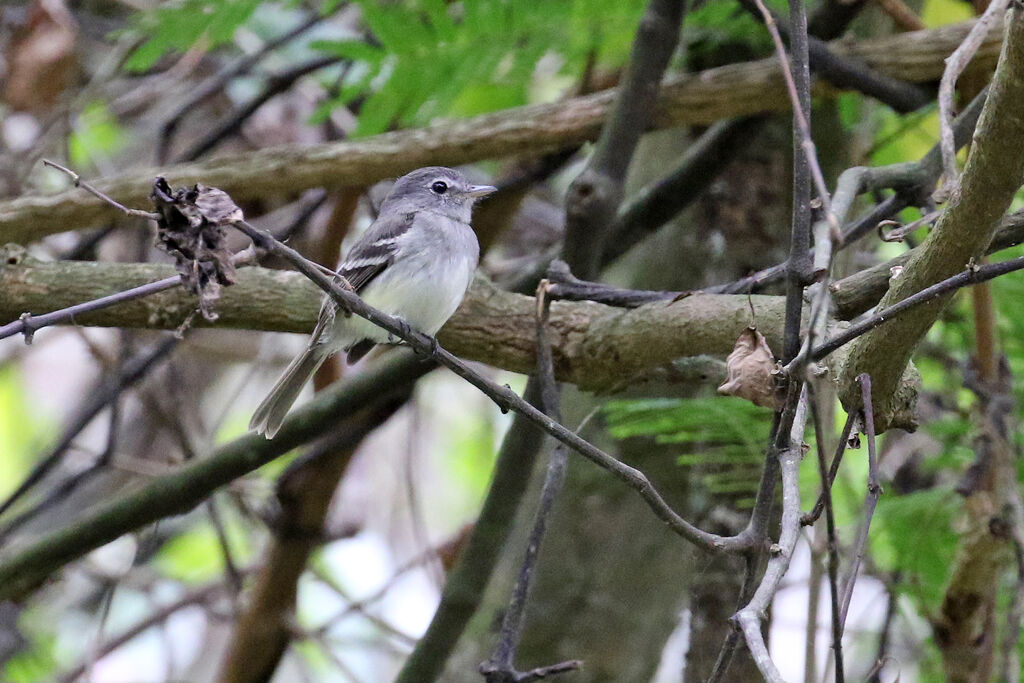 Grey-breasted Flycatcheradult