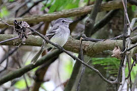 Grey-breasted Flycatcher