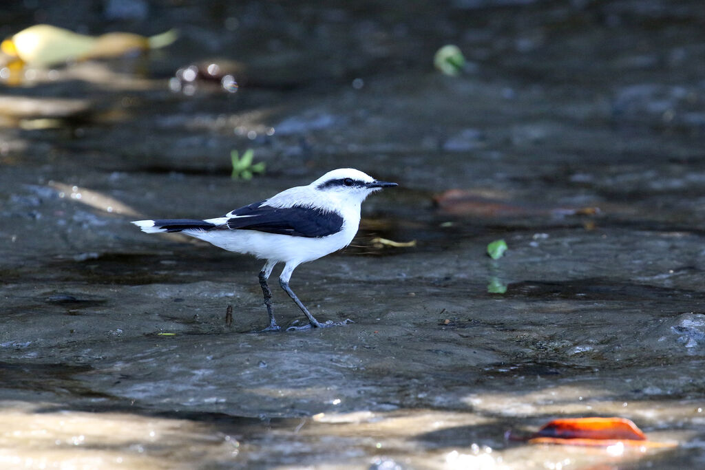 Masked Water Tyrantadult