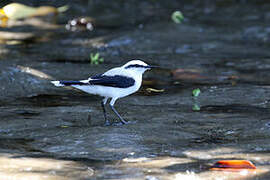 Masked Water Tyrant