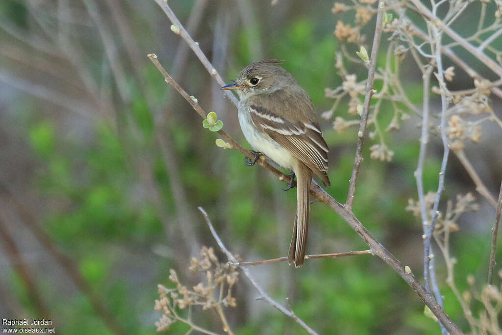 Moucherolle aztèqueadulte, identification