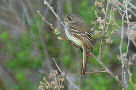 Pileated Flycatcher