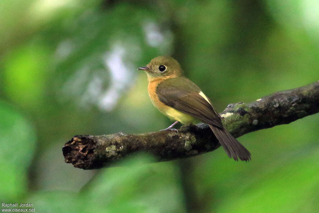 Whiskered Myiobiusadult, identification