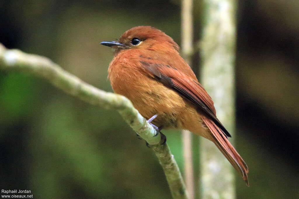 Cinnamon Flycatcheradult, identification