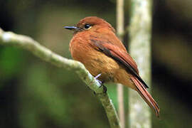 Cinnamon Flycatcher