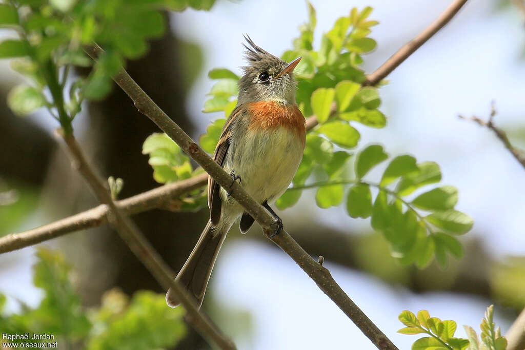 Belted Flycatcheradult, identification