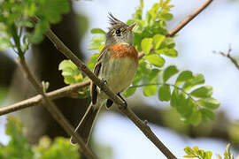 Belted Flycatcher