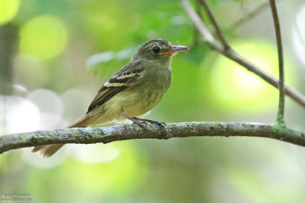 Moucherolle d'Euler, identification