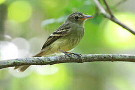 Euler's Flycatcher