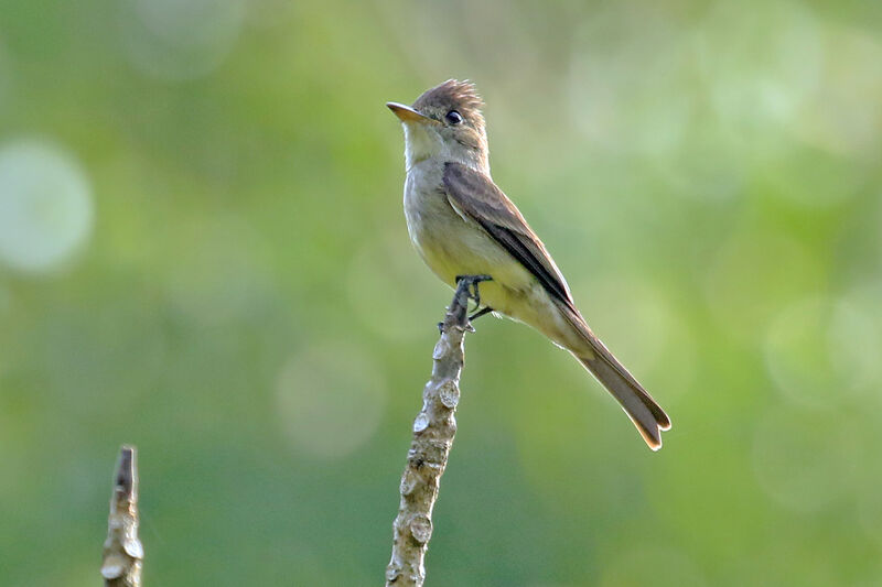 Northern Tropical Pewee, identification