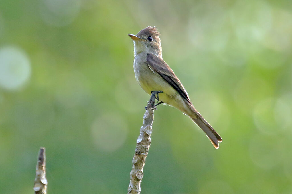 Moucherolle de Bonaparte, identification