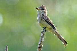 Northern Tropical Pewee