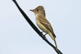 Northern Tropical Pewee