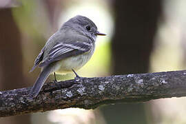 Hammond's Flycatcher