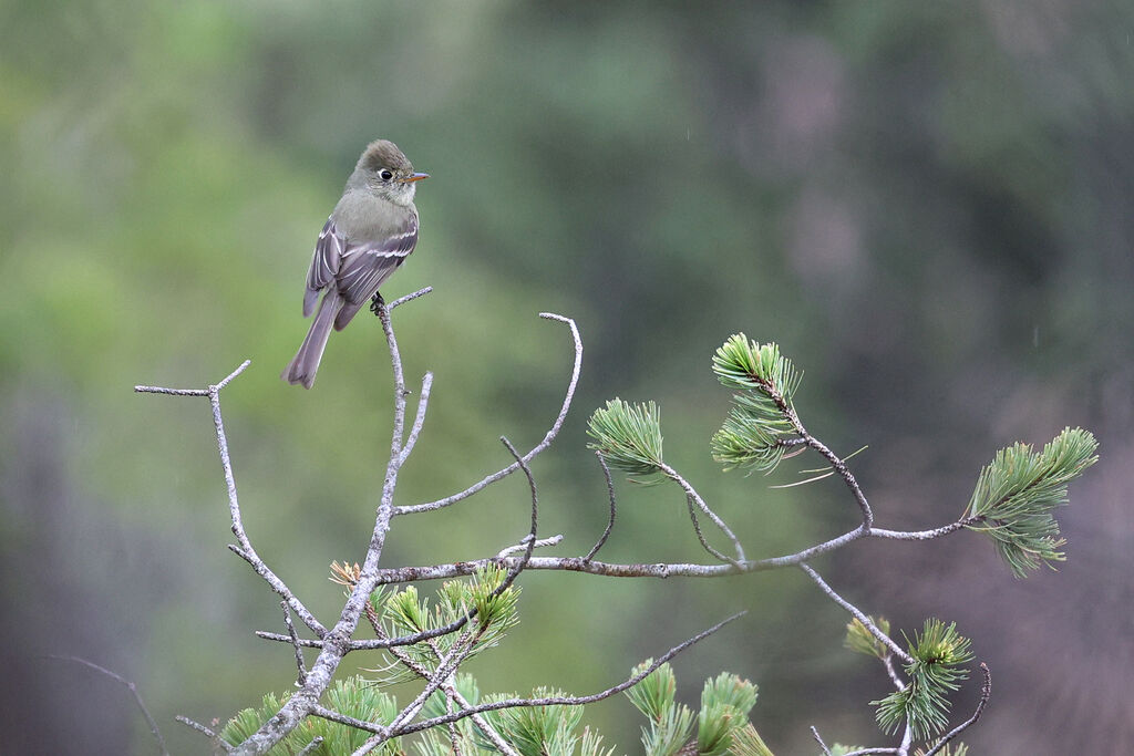 Pine Flycatcheradult