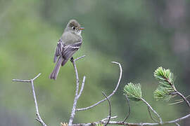 Pine Flycatcher