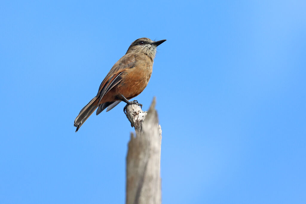 Moucherolle des Santa Marta