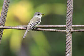 Willow Flycatcher