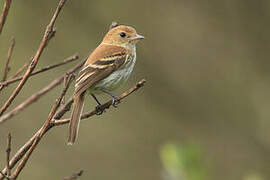 Bran-colored Flycatcher