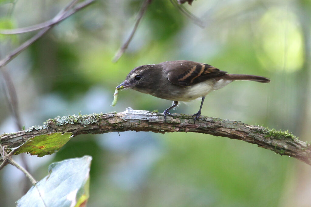 Fuscous Flycatcheradult