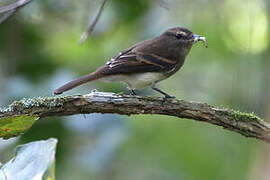 Fuscous Flycatcher