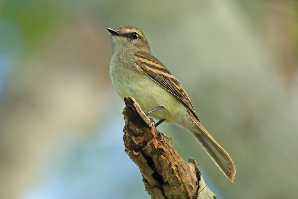 Fuscous Flycatcheradult