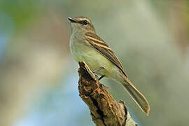 Fuscous Flycatcher