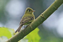 Yellowish Flycatcher