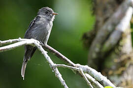 Blackish Pewee