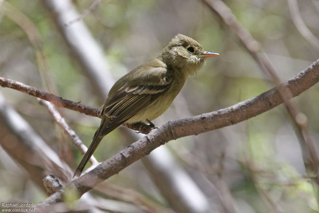 Western Flycatcheradult