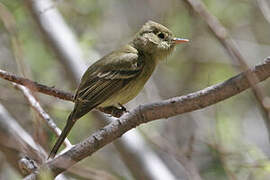 Western Flycatcher