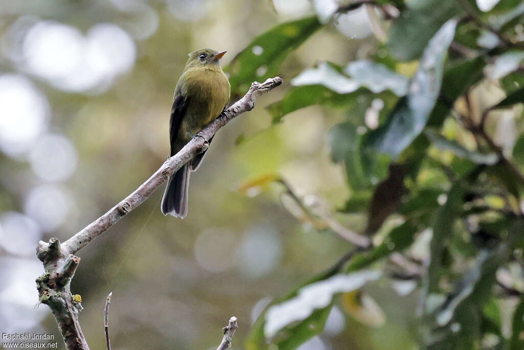 Olive Tufted Flycatcher