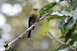 Olive Tufted Flycatcher