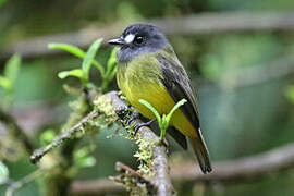 Ornate Flycatcher