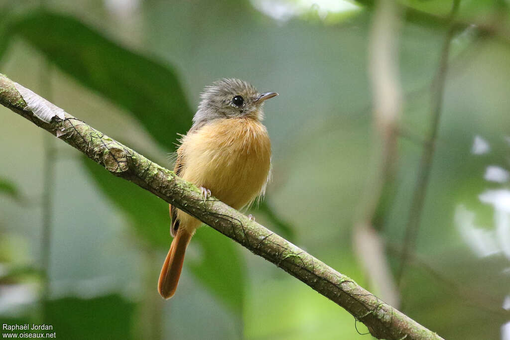 Ruddy-tailed Flycatcheradult, close-up portrait